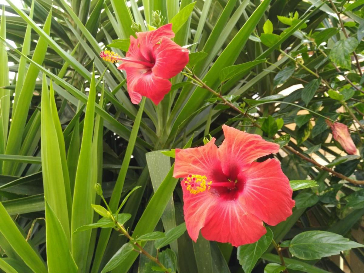 הוילה אלגהרו L'Hibiscus Di Lucia מראה חיצוני תמונה
